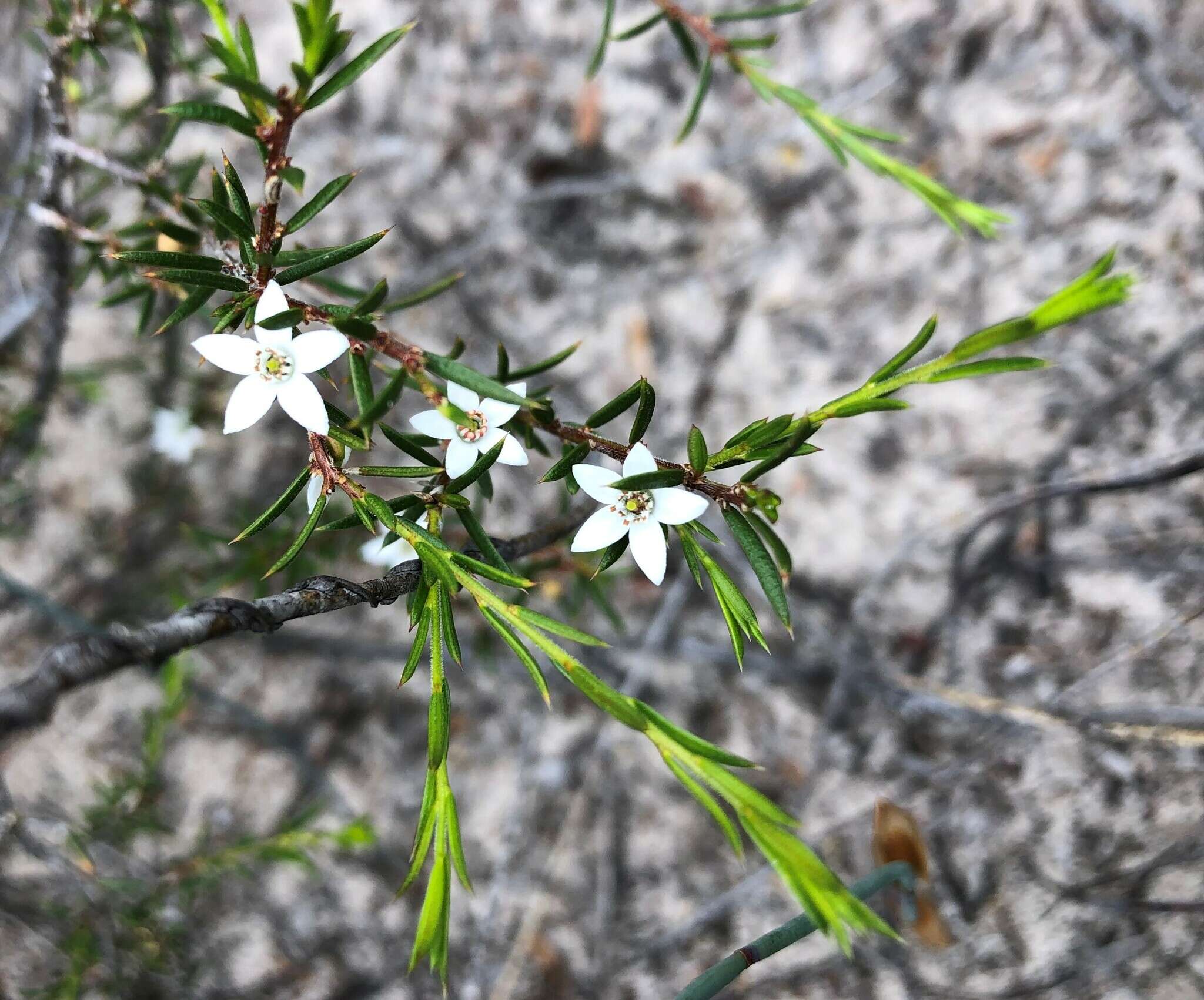 Image of Philotheca pungens (Lindl.) Paul G. Wilson