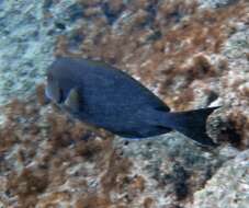 Image of Bluelined Surgeonfish