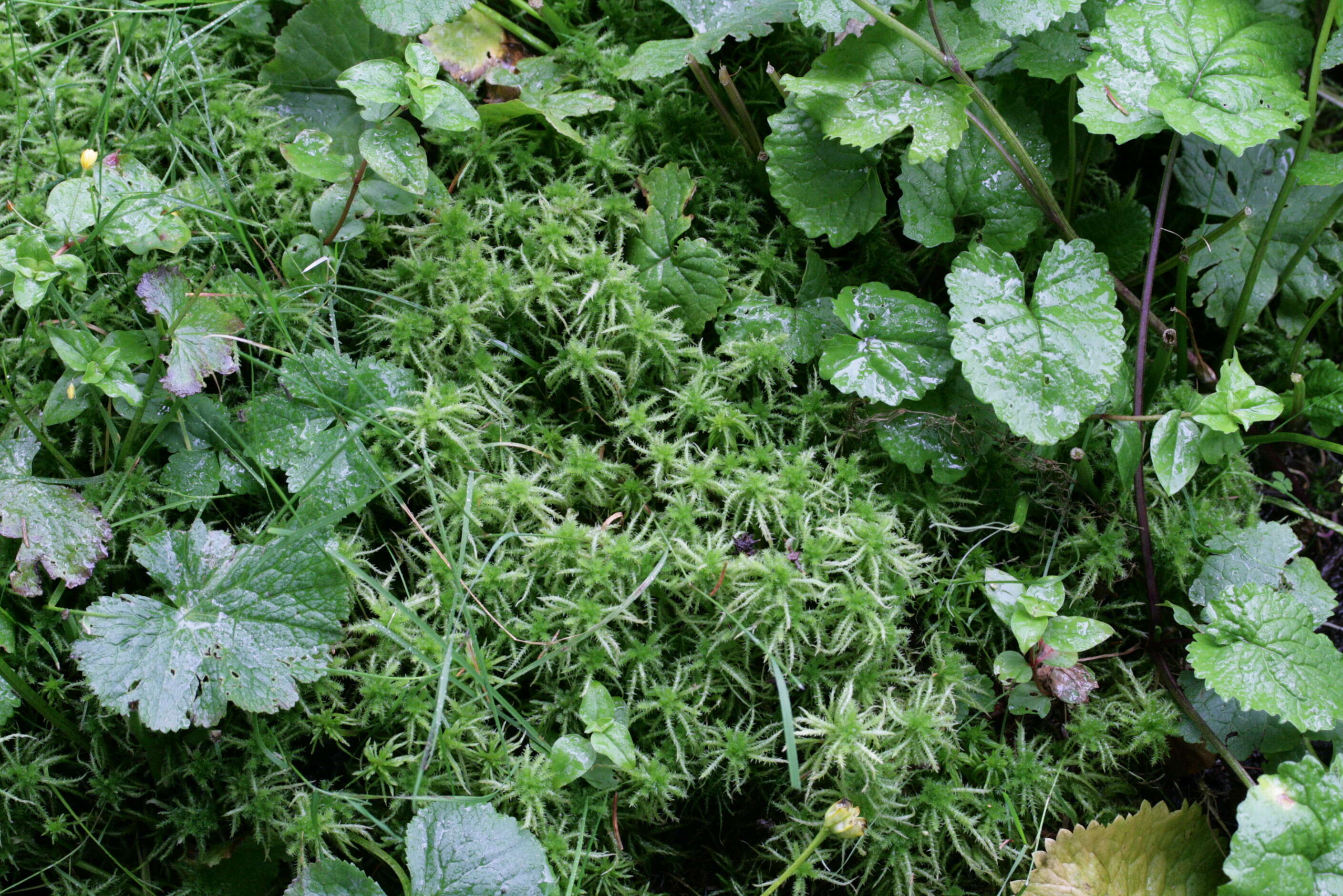 Image of sphagnum