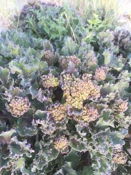 Image of sea kale