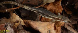 Image of Amur grass lizard