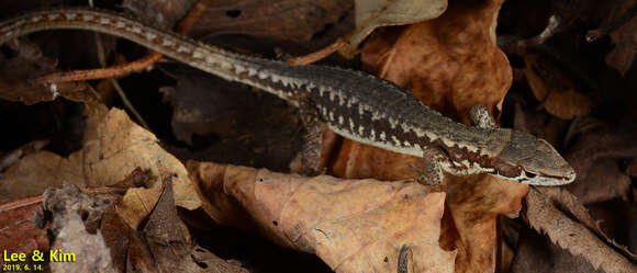 Image of Amur grass lizard