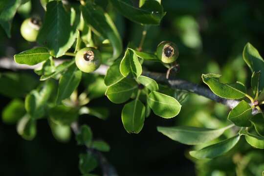 Image of Pyrus spinosa Forsk.