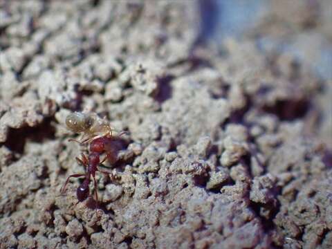 Image of Ant