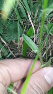 Image of Bearded Bellflower