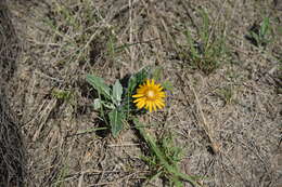 Image of Trichocline reptans (Wedd.) B. L. Rob.