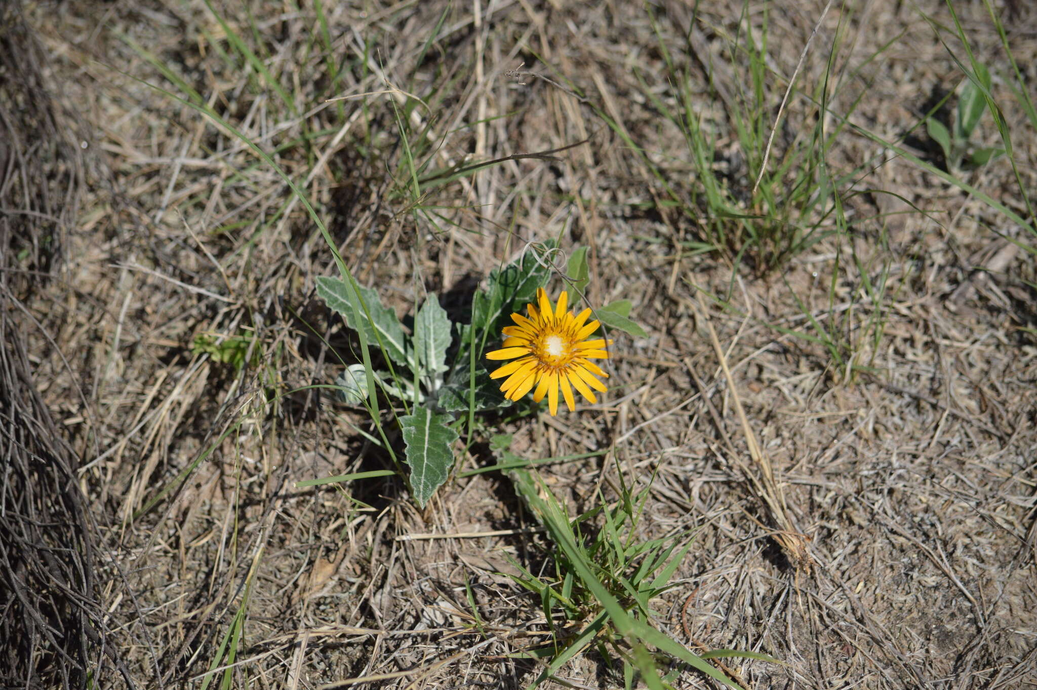 Image of Trichocline reptans (Wedd.) B. L. Rob.