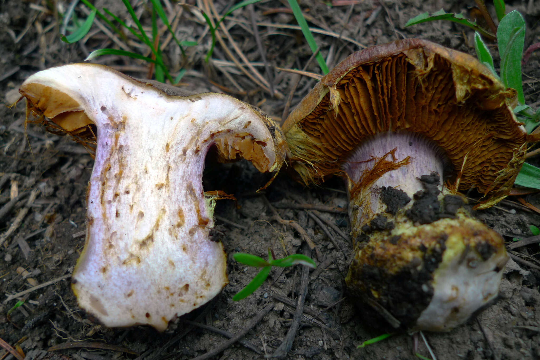 Image of Cortinarius verrucisporus Thiers & A. H. Sm. 1969