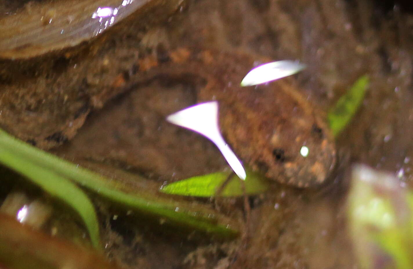 Image of Kempholey night frog