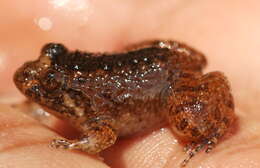 Image of Kempholey night frog