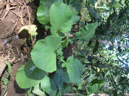 Image of Mediterranean cabbage