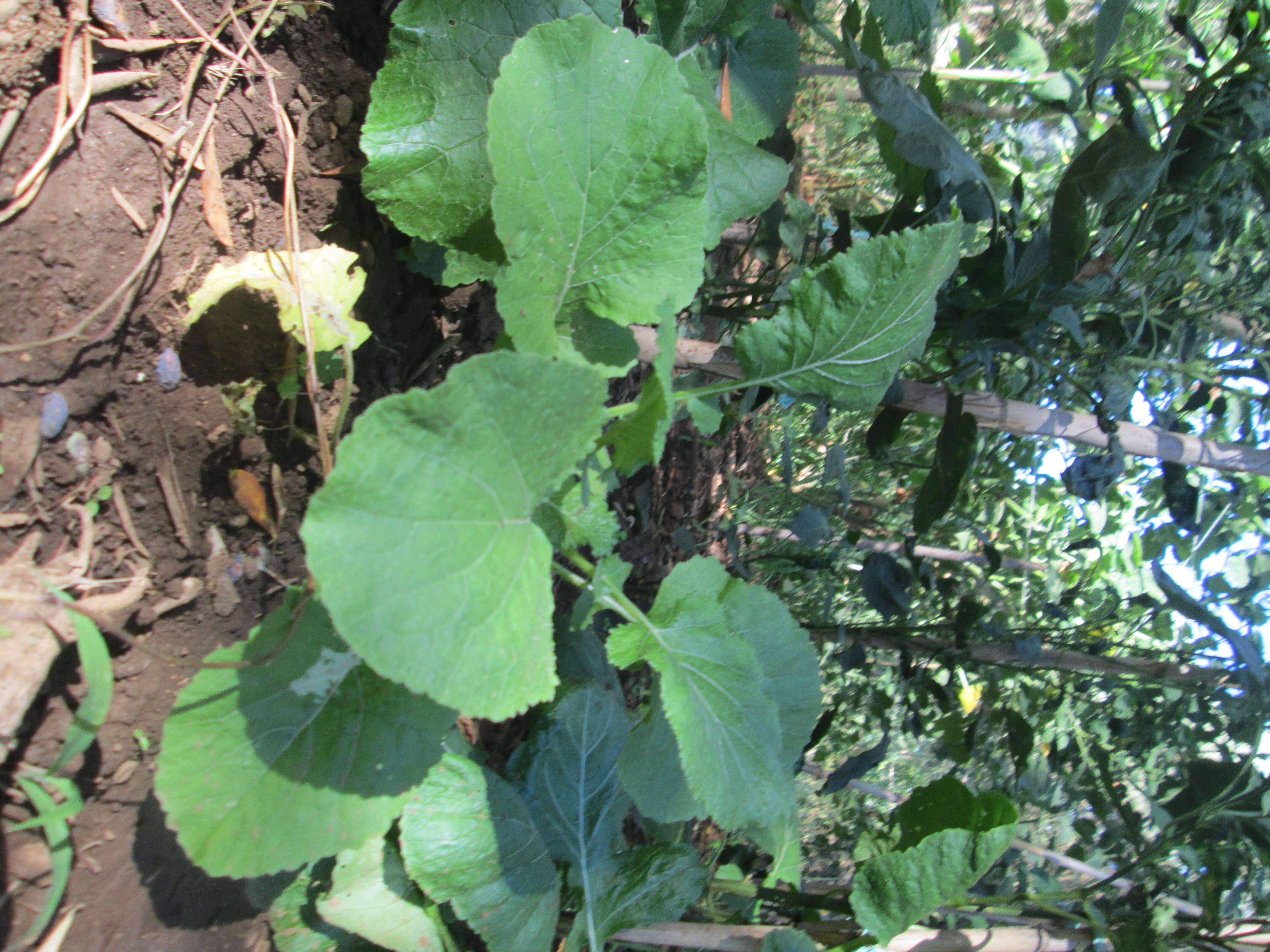 Image of Mediterranean cabbage