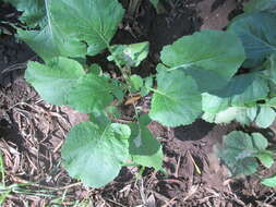 Image of Mediterranean cabbage