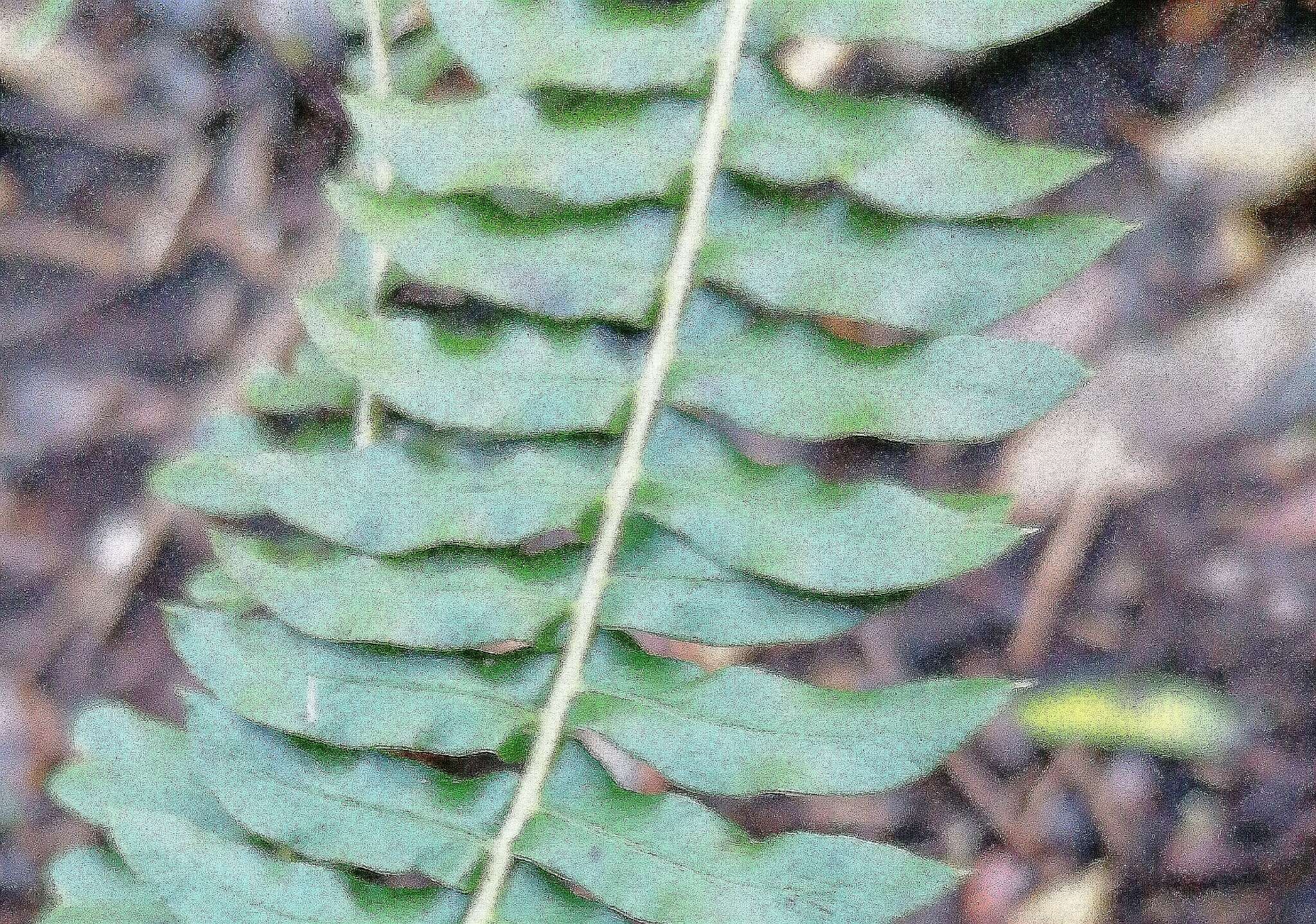 Image of Blechnum australe L.