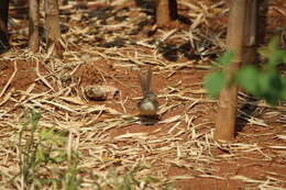 Image of Brown Prinia