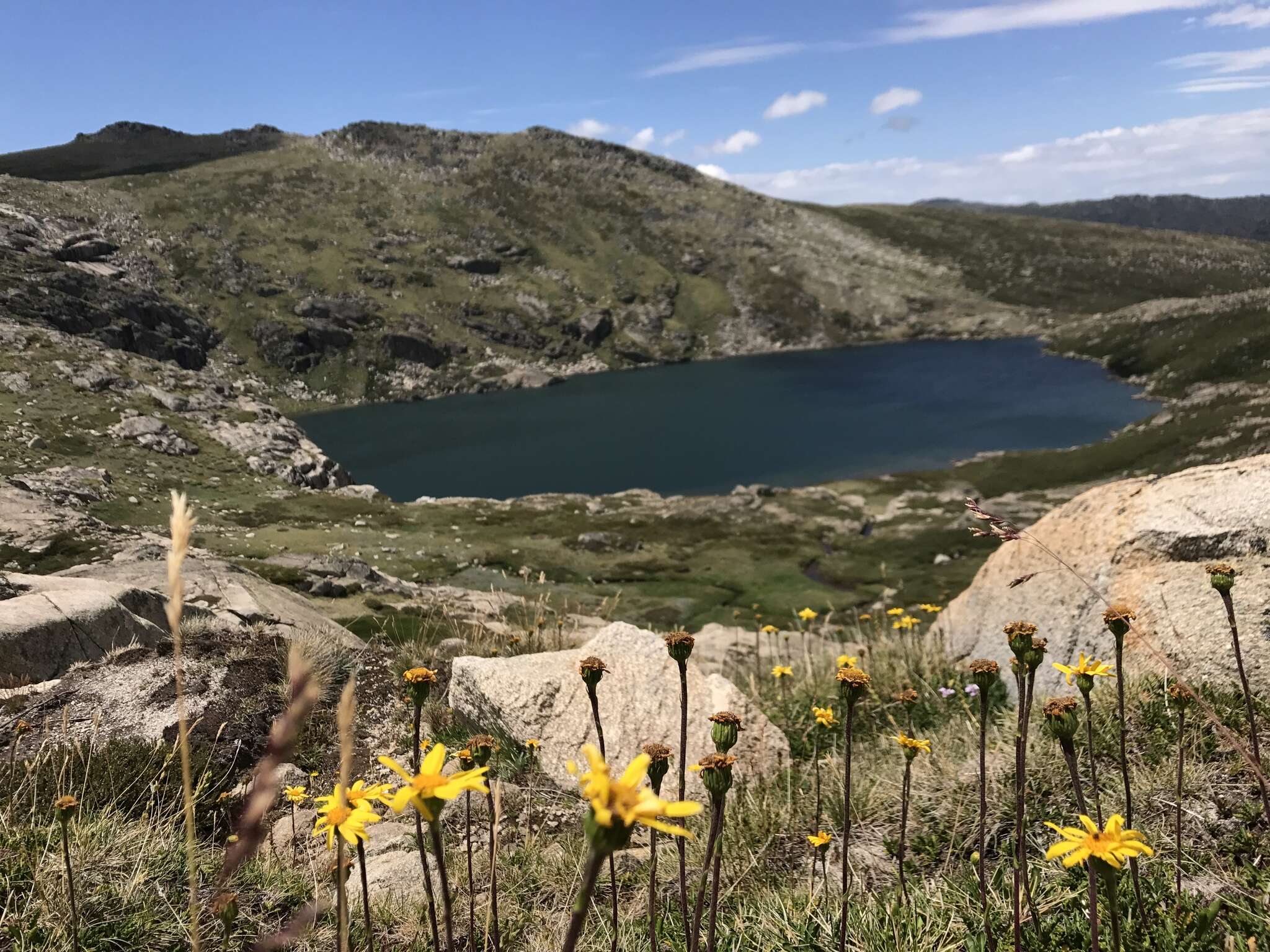 Image of alpine groundsel