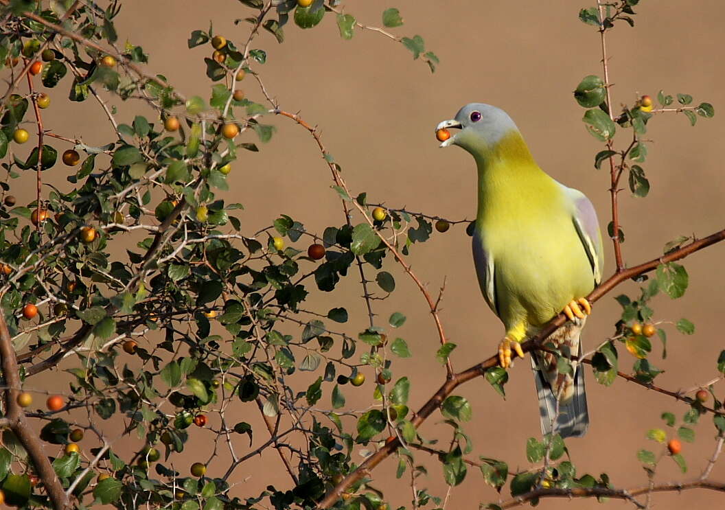 Image of Yellow-footed Green Pigeon