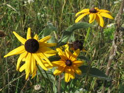 Image of blackeyed Susan