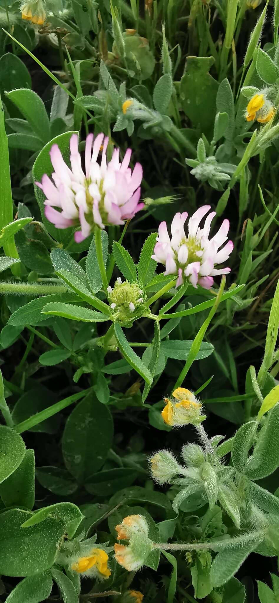 Plancia ëd Trifolium glanduliferum Boiss.