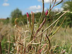 Image of american willowherb