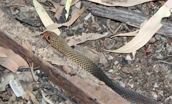 Image of Black whip snake