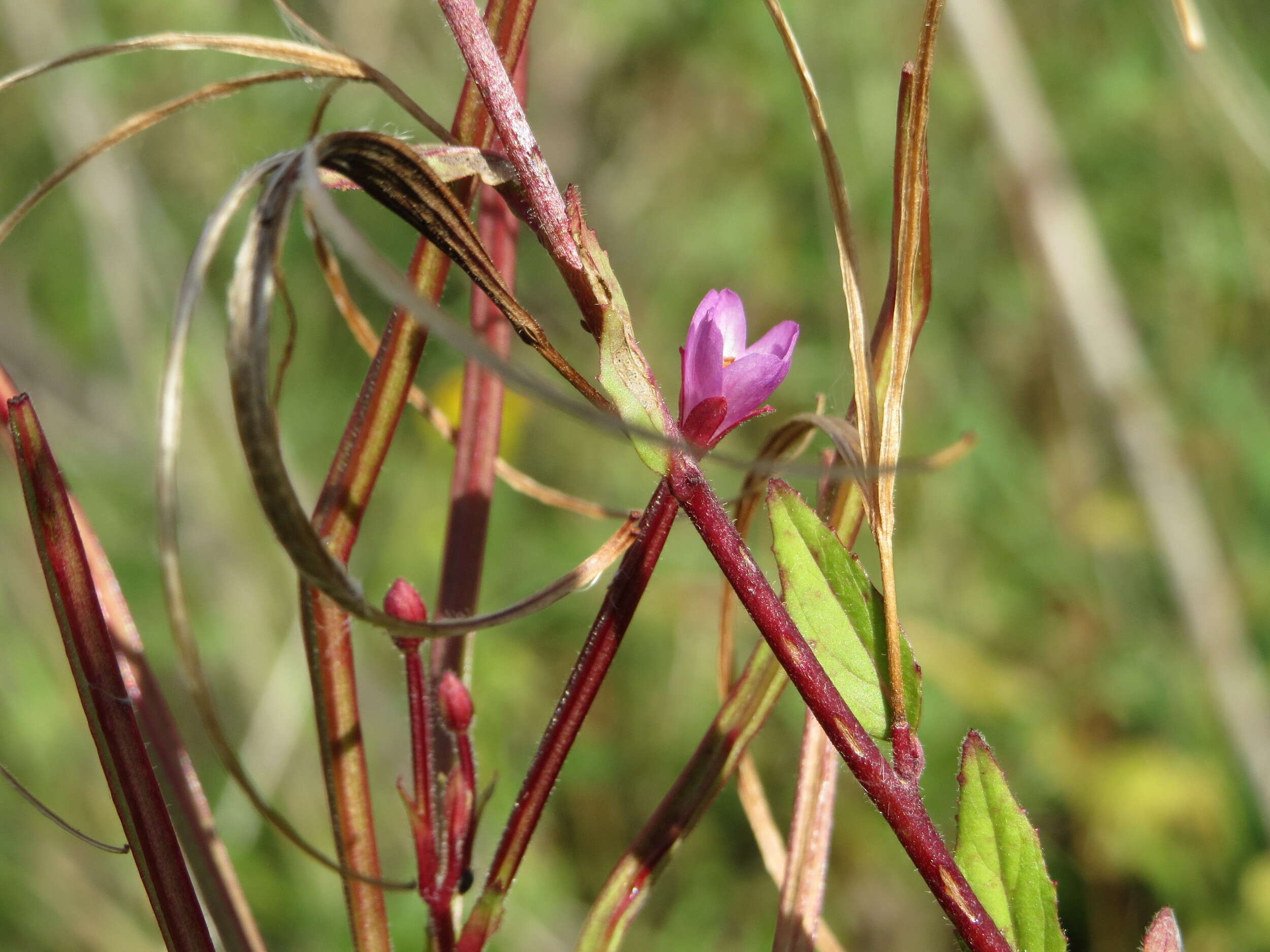 Image of american willowherb