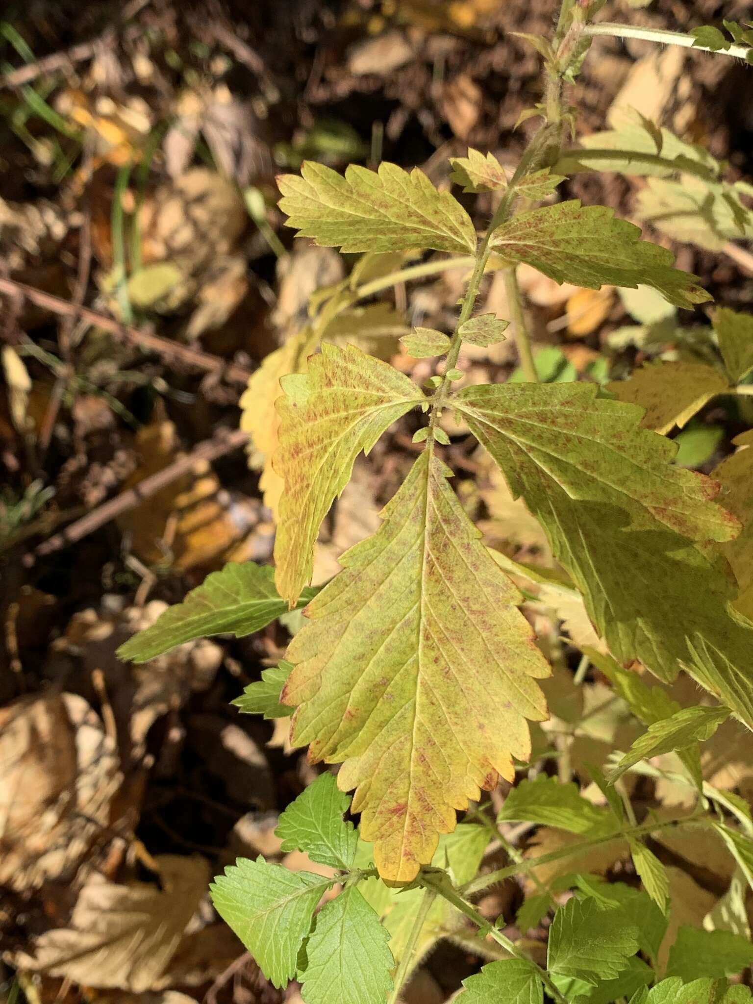 Plancia ëd Agrimonia striata Michx.