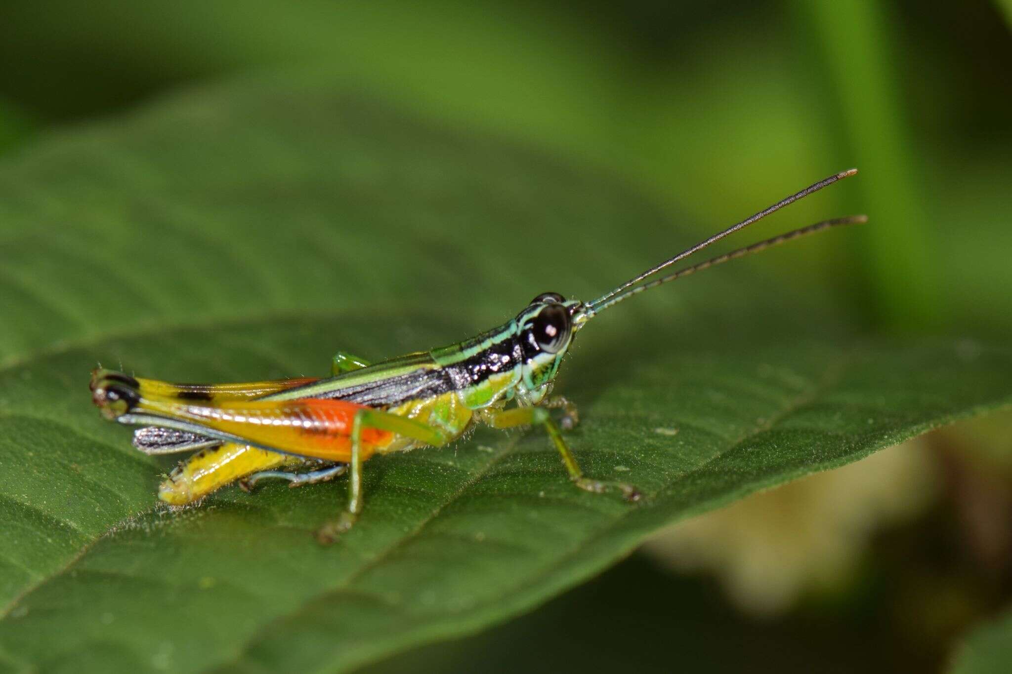 Image of Stenopola boliviana (Rehn & J. A. G. 1913)