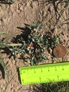 Image of wheelscale saltbush