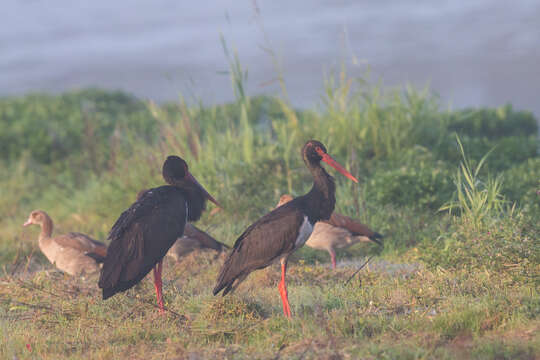 Image of Black Stork