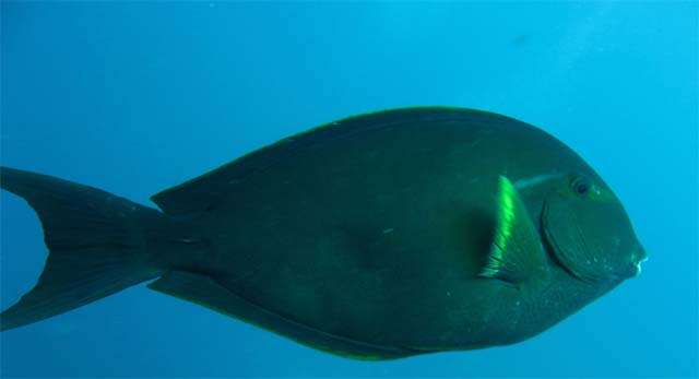 Image of Whitefin Surgeonfish