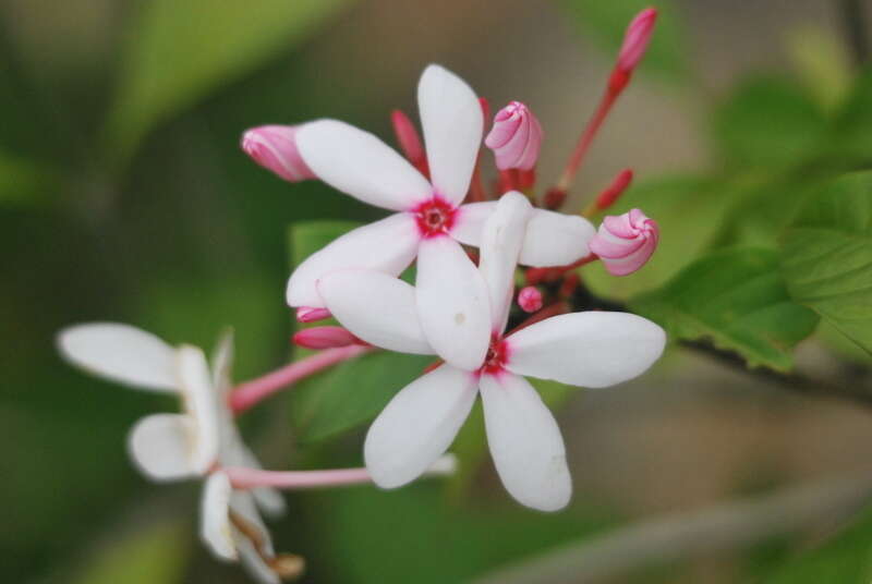 Image of Kopsia fruticosa (Ker-Gawl.) A. DC.