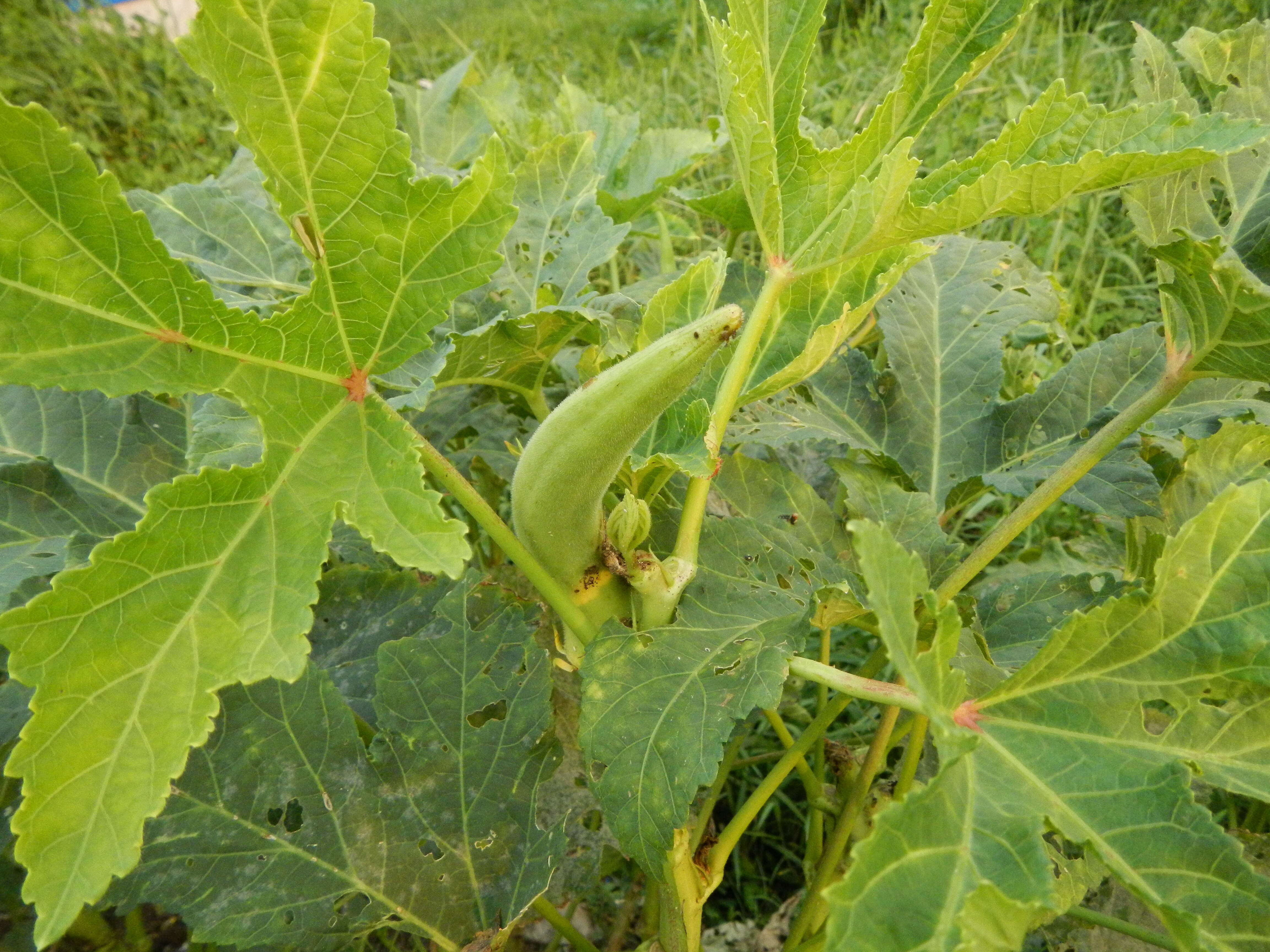 Image of okra