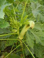 Image of okra