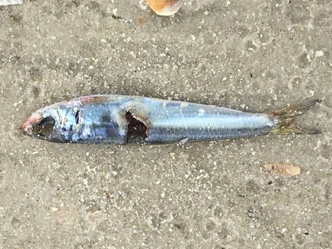 Image of Skipjack Herring