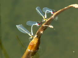 Image of red-eyed damselfly