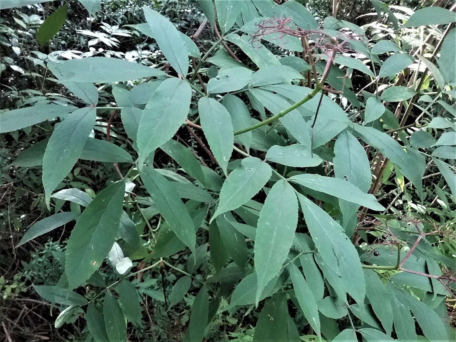 Sivun Sambucus australasica (Lindley) Fritsch kuva