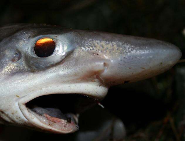 Image of Blackmouth Catshark