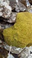 Image of tortured tortella moss