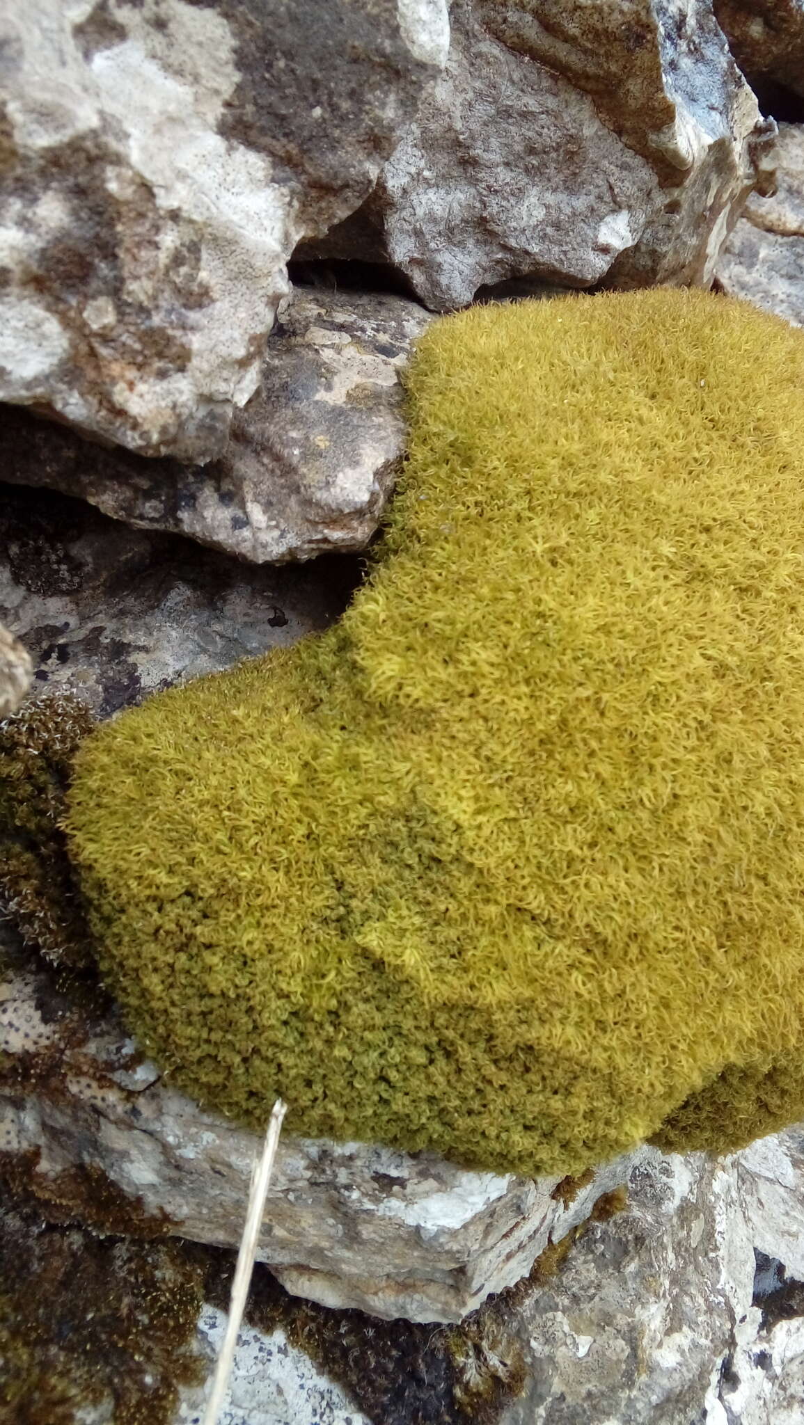 Image of tortured tortella moss