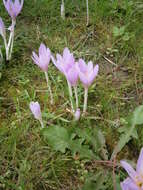 Image of Autumn crocus