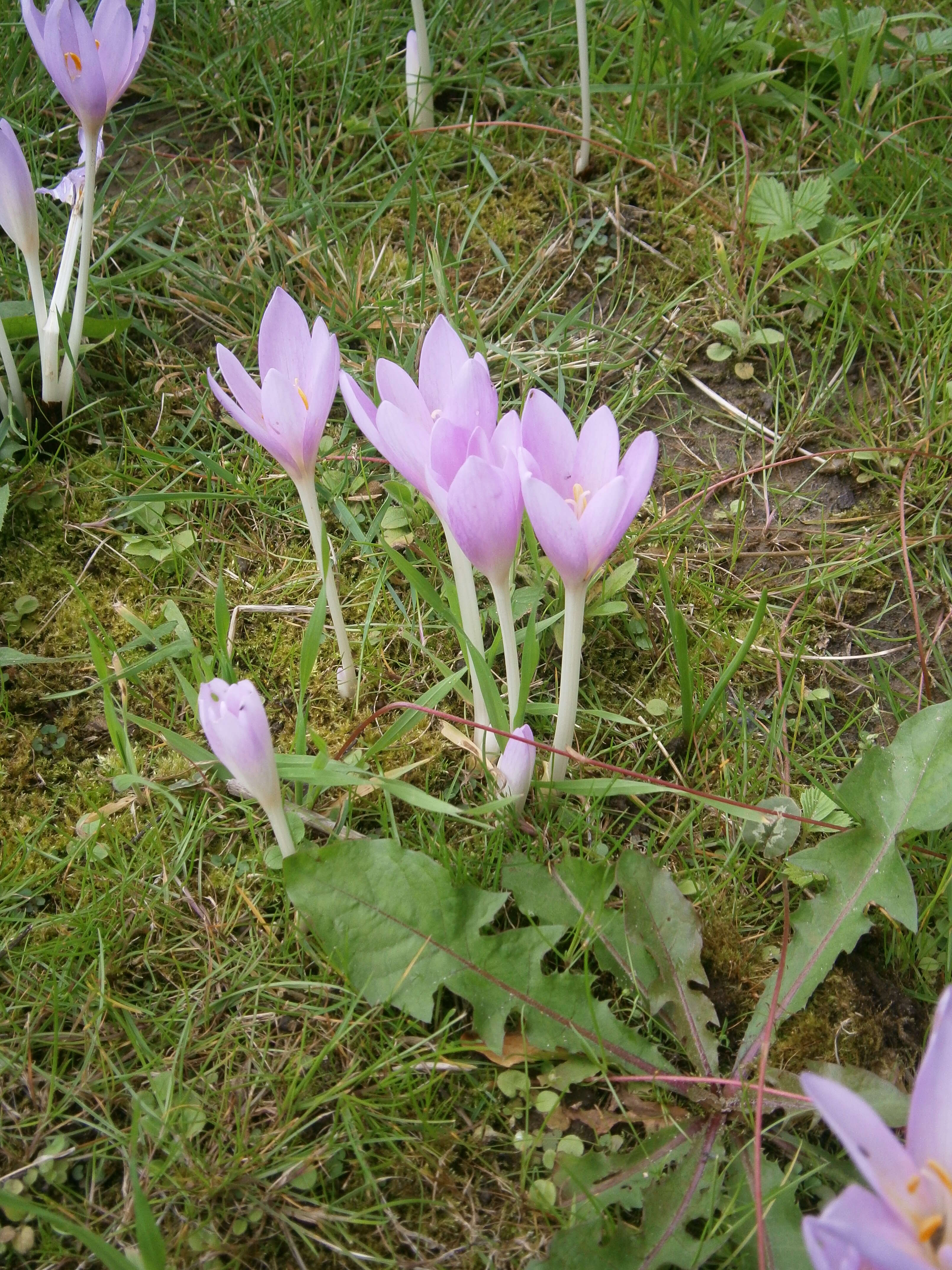 Image of Autumn crocus