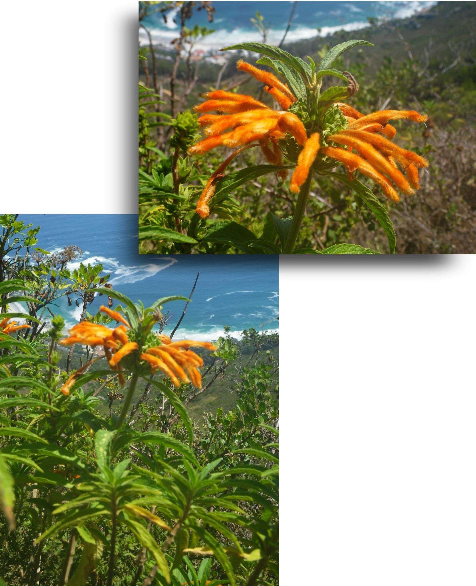 Image of lion's ear