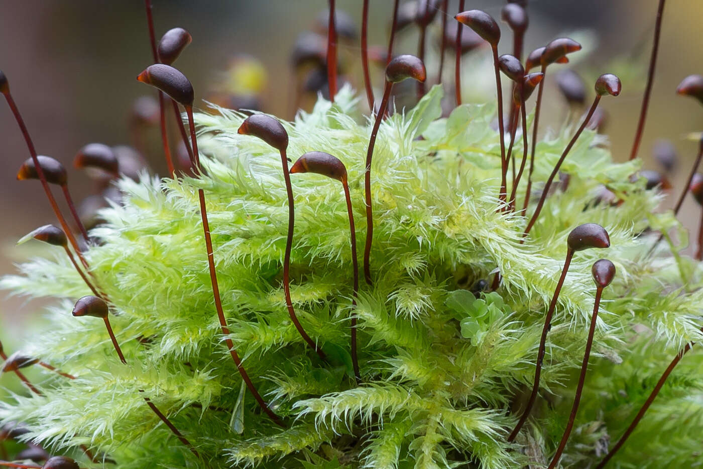 صورة Brachythecium salebrosum W. P. Schimper ex B. S. G. 1853