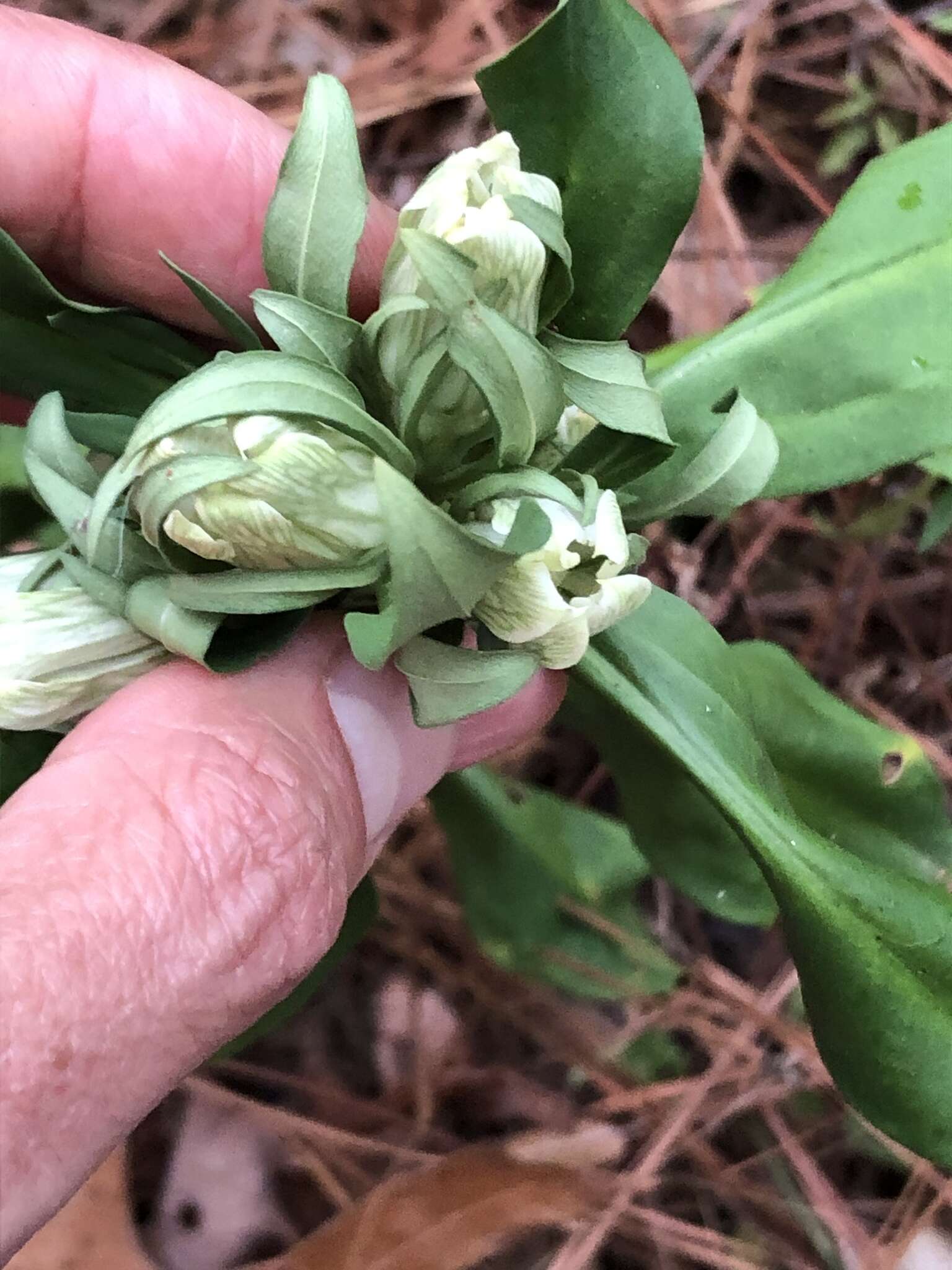 Image de Gentiana villosa L.