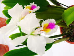 Imagem de Cattleya gaskelliana (N. E. Br.) B. S. Williams