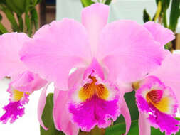 Imagem de Cattleya gaskelliana (N. E. Br.) B. S. Williams