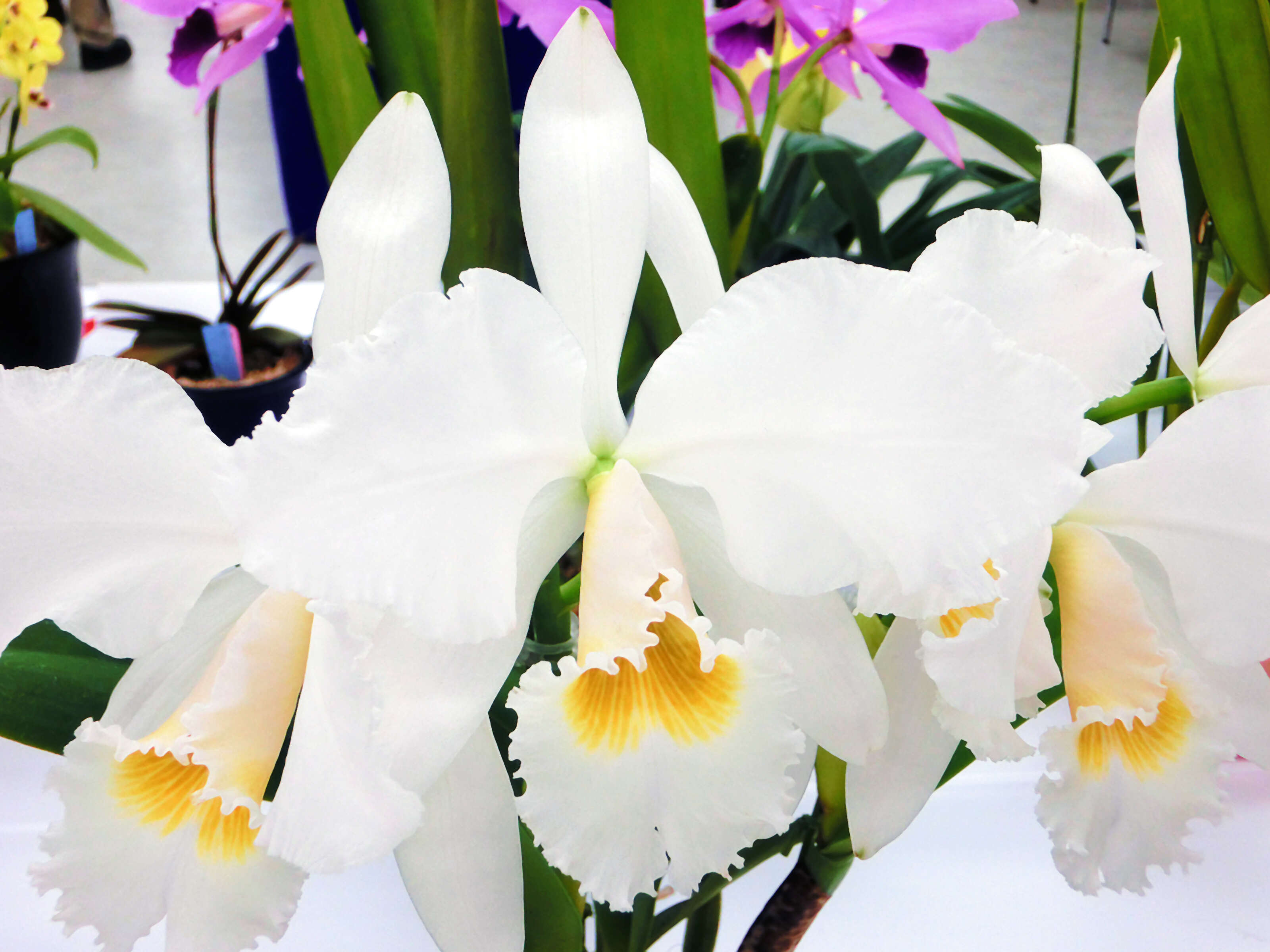 Imagem de Cattleya gaskelliana (N. E. Br.) B. S. Williams