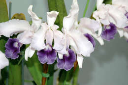 Plancia ëd Cattleya lawrenceana Rchb. fil.