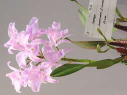 Plancia ëd Cattleya lawrenceana Rchb. fil.